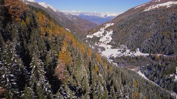 Mountain Forests in the Fall in Switzerland