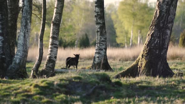 Black lamb grazing being scared and running to hide behind the trees. Slow motion.
