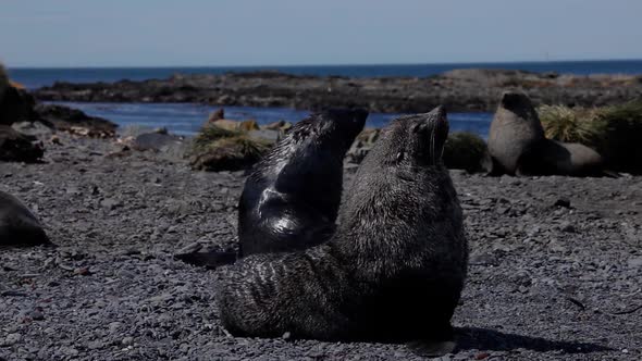 Fur Seal on South Georgia Isaland