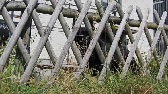 Domestic Dog of Shepherd Breed Behind a Wooden Fence in Backyard Looks at Camera