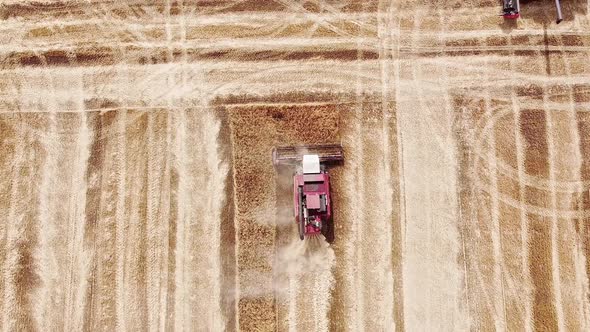 Aerial View. The Red Combine Harvester Cut Off Ripe Wheat and Threshes the Grain. Top View of the