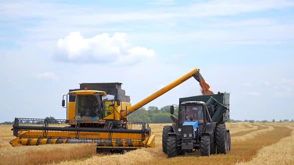 Combine harvesting wheat field. Grain harvester combine working in field