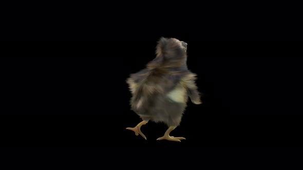 30 Baby Chicks Dancing 4K