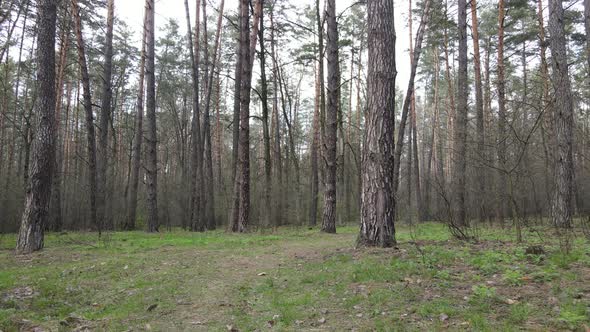 Beautiful Forest Landscape Aerial View Slow Motion