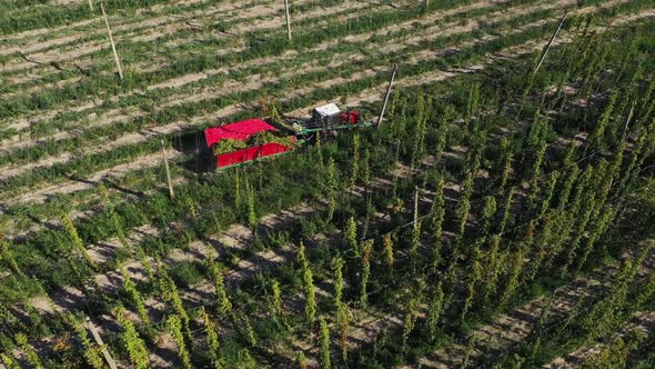 Harvesting Hops in the Field with a Red Tractor