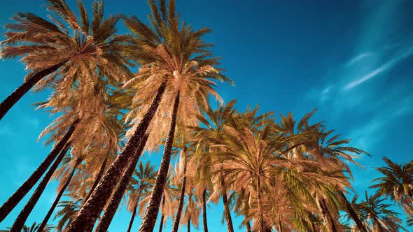 Palms at Blue Sky Background