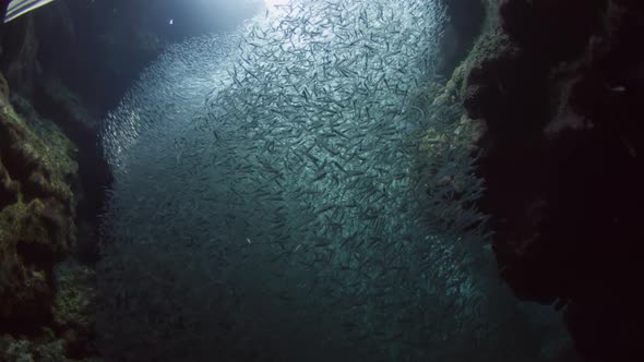 silversides hiding behind secret rocks