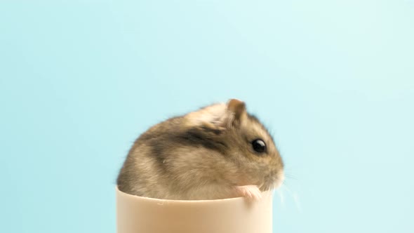 Closeup of a Small Funny Miniature Jungar Hamster