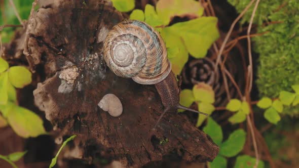 Snail on Wooden in Rain Forest