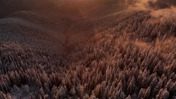 Aerial Flying Above Winter Forest in Mountain Valley at Sunset