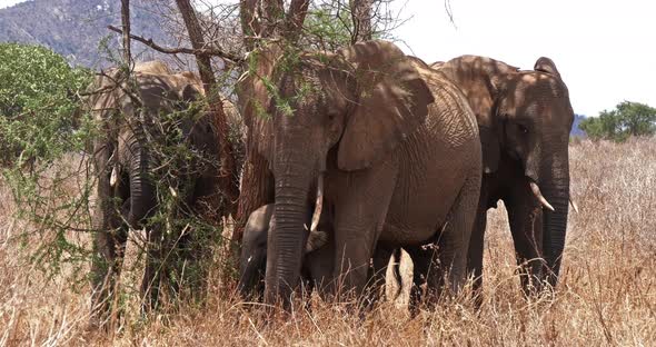 African Elephant, loxodonta africana, Group in the Bush, Tsavo Park in Kenya, Real Time 4K
