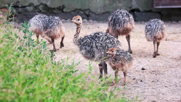 Cute Baby Ostriches at a Farm