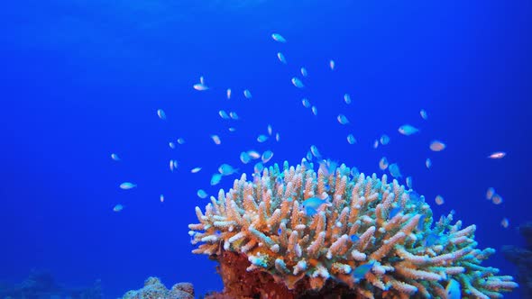 Blue Water background and Coral