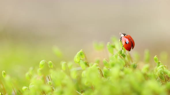 Close-up Wildlife of a Ladybug in the Green Grass in the Forest