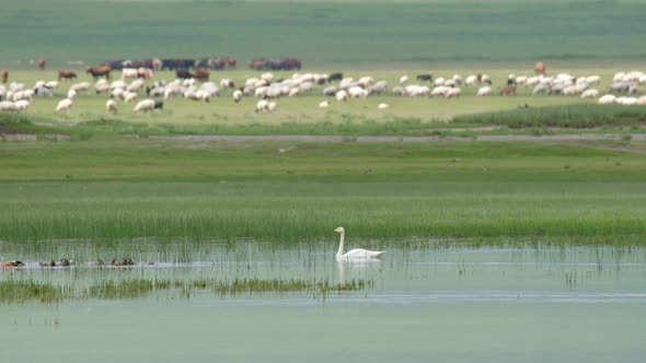 A Lonely Swan on Lake Surrounded by Herds of Animals