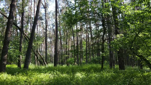 Beautiful Green Forest on a Summer Day Slow Motion