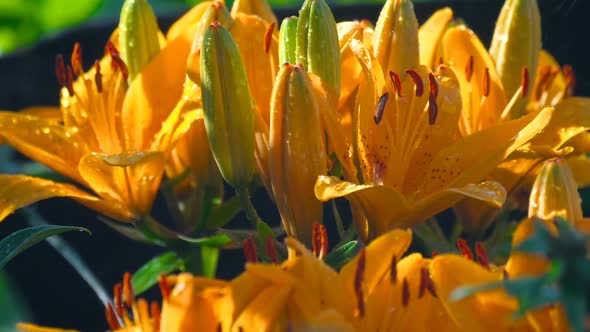 Petals of Orange Lily Under Rain