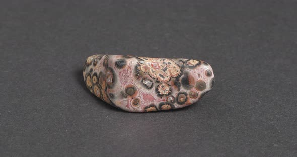 Leopard Jasper on a Dark Background