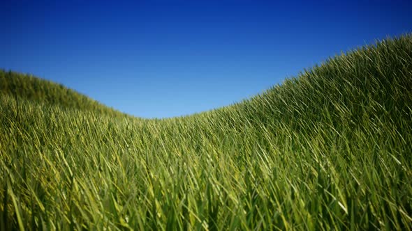 Animation of grassy highland in the windy day. Blue sky background. Loopable. HD