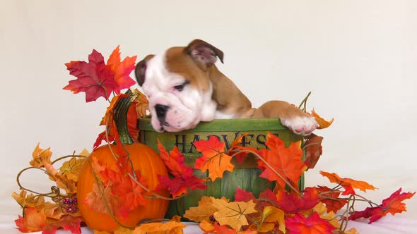 english bulldog puppy in autumn basket chews on everything 4k