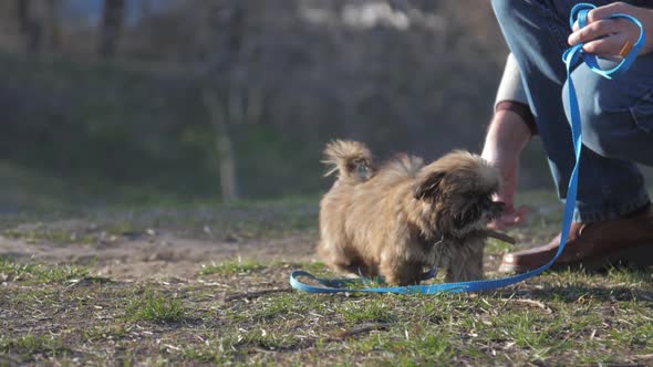 Lovely Dog with Fluffy Fair Brown Fur Walks Near Owners Legs