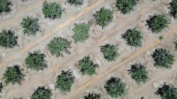 An aerial view of exotic summer nature, green leaves, natural landscape. Summer tropical island, hol