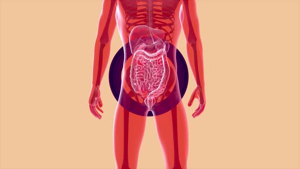 4K anatomy concept of the intestine	