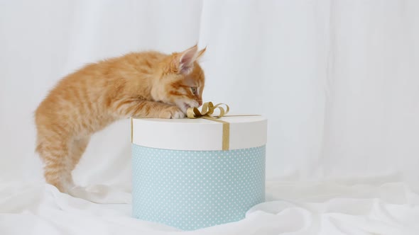 Cute Ginger Kitten Playing with Bow From a Gift Box