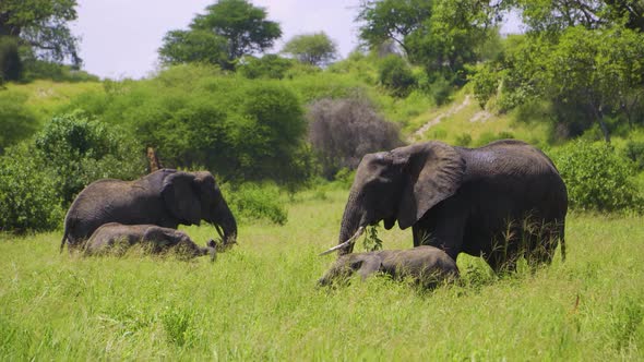 elephants walk the African savannah and chew grass in the wild against the background of the sky and