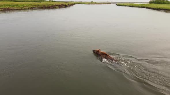 A Brown Bear Swims Across a River in Kamchatka