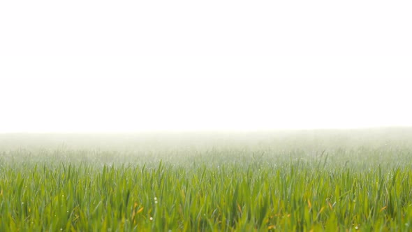 Grass covered in dew