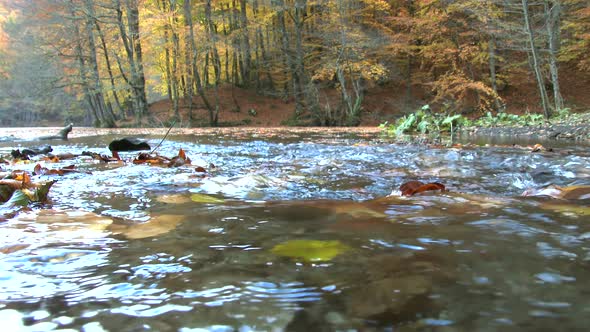 Dry Leaves on the Trees Fall Into the Stream in Autumn Forest