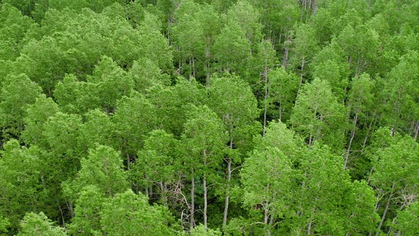 Aerial panning view of aspen trees in forest.