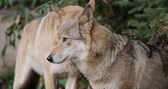 Wolf Canis Lupus Also Known As the Gray Wolf is the Largest Extant Member of the Family Canidae