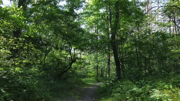 Trees in the Forest By Summer Day