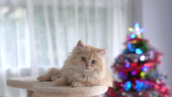 Cute Persian Kitten Lying On Cat Tower On Christmas Day