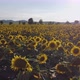 Sunflower - VideoHive Item for Sale