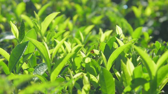 Tea Bushes with Lush Small Leaves on Farmland Closeup