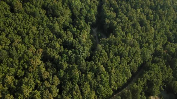 Aerial Top View of Caucasian Mountain Forest, Texture of Forest View From Above.