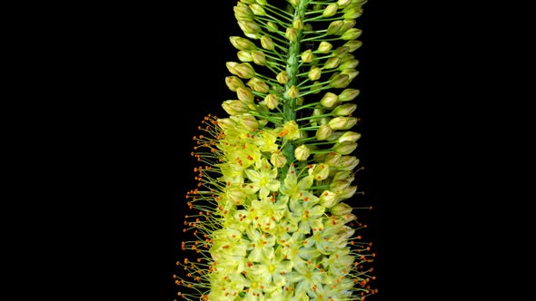 Yellow Flower Eremurus Blooming in Time Lapse on a Black Background. Foxtail Lily or Eremurus Stenop