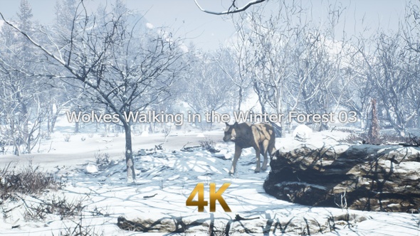 Wolves Walking In The Winter Forest 4K 03