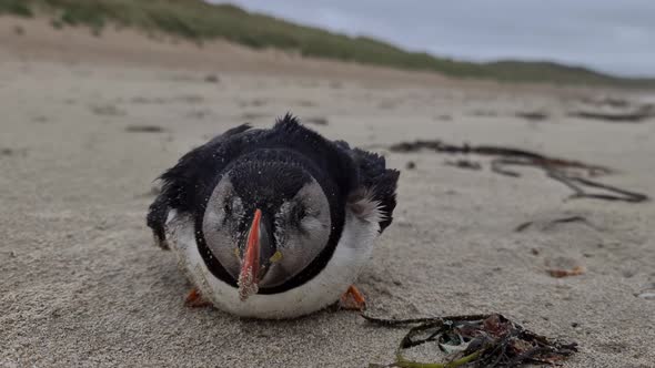 Dying Atlantic Puffin Stranded on Portnoo Beach in County Donegal  Ireland