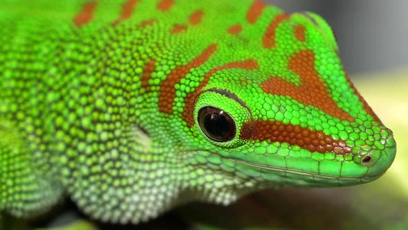 Macro of day geckos face and eyes as it looks around