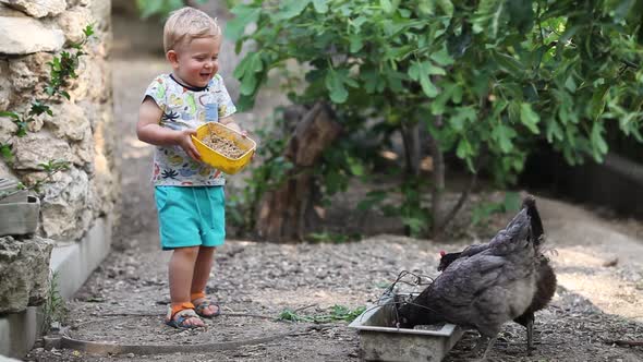 The little boy laughs, catches up and scares the chicken. Household, children.