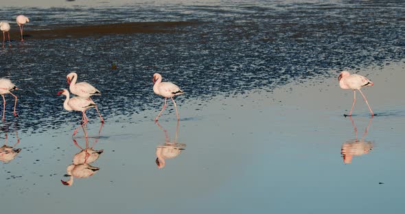 Beautiful flamingos are walking past the camera in shallow waters, Namibia