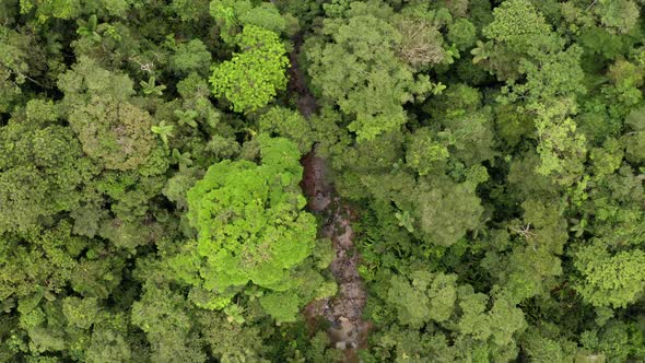 Aerial view of a river in a tropical forest, the stream meanders the canopy