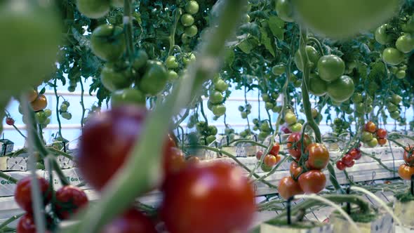 Unripe Tomatoes Growing in a Glasshouse. Agricultural Industry, Fresh Vegetables Concept