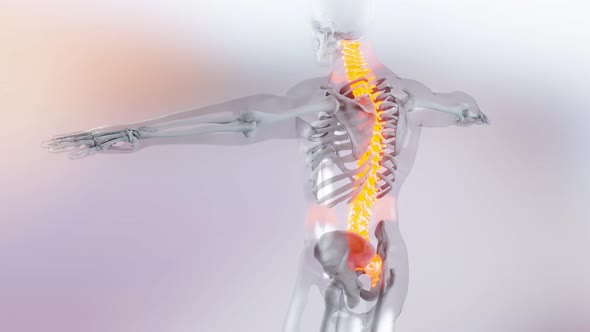 Spinal Cord Vertebral Column Cervical Vertebrae of Human Skeleton System Anatomy Animation Concept.