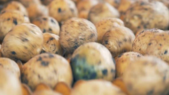 Potatoes Rotating on a Sorting Conveyor