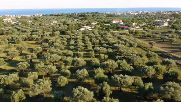 Aerial Olive Oil Land